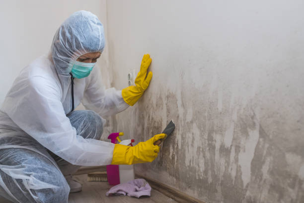 Best Residential Mold Inspection & Testing  in USA